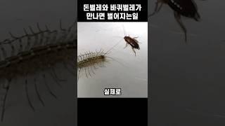 돈벌레와 바퀴벌레가 만나면 벌어지는 일