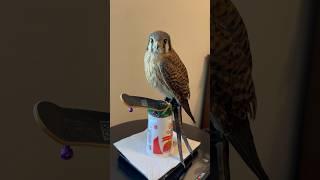 Churro the skateboarding falcon! Oh my god, she on X-games mode!