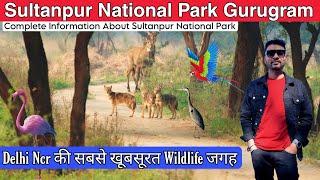 Sultanpur National Park Gurugram | Sultanpur Bird Sanctuary | Best Time To Visit @JitenderMaurya