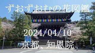 京都、知恩院