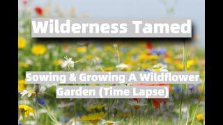 Sowing & Growing A Wildflower Garden (Time Lapse)