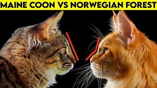 Maine Coon Vs Norwegian Forest Cat - How To Identify Them