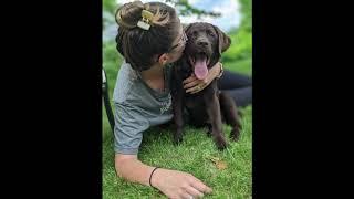 Chocolate Labrador growth! (7 weeks to 10 months)