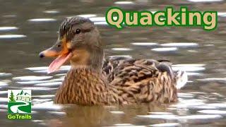 Mallard duck quacking / call sounds | Female / Hen