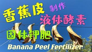 香蕉皮是好肥料？多种方法自制钾肥和酵素 Homemade banana peel fertiliser 用香蕉皮製作固體鉀肥和液體酵素 詳細操作方法 79