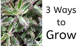 3 Ways to Grow kalanchoe Daigremontiana || Mother of Thousands