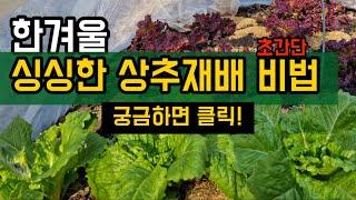 겨울철에 상추 이렇게 관리했더니 대박이네요(#겨울상추,#겨울상추키우기,#상추재배)