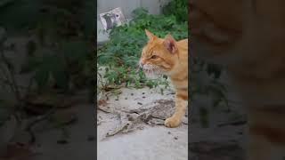 Reino cat and bird fight | cat fight
