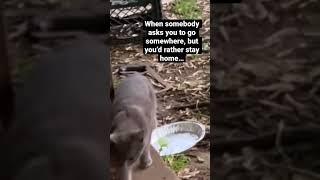 When you’d rather stay home… #shorts #cat #tnr