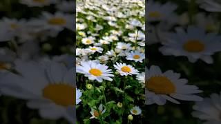 peaceful daisy flowers in Bloom Relaxing nature video #DaisyFlovers #Romashka