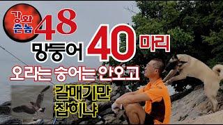 오라는 숭어는 안오고 망두어만 40마리 갈매기는 왜^^