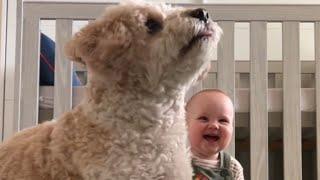 Adorable Baby finds pure joy in watching her mom play with the dog || WooGlobe