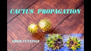 Cactus Propagation - How to propagate cactus from cuttings