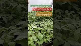 СРОЧНО Налейте Это в рассаду