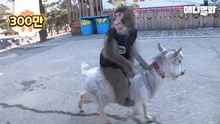 Monkey Rides On A Goat's Back 'Cause They're So Close