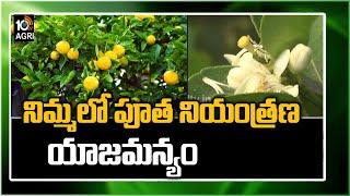 నిమ్మలో పూత నియంత్రణ యాజమాన్యం | Lemon Farming Information | Matti Manishi | 10TV News