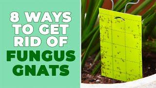 8 Ways to Get Rid of Fungus Gnats | Houseplant Troubleshooting