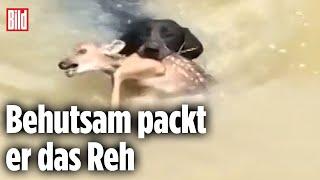 Mutiger Retter: Ein Hund holt Rehkitz aus dem Wasser