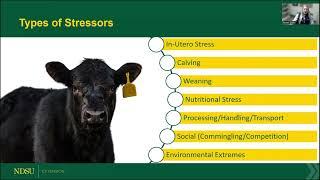 Backgrounding Cattle 2024:  Minimizing the Impact of Stress Through Backgrounding Systems