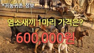 귀농귀촌 정보)염소새끼 1마리 가격은? 600,000원