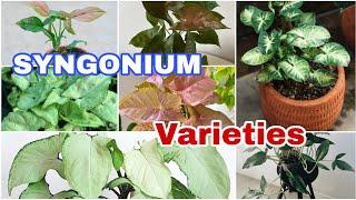 25 Syngonium Varieties | Types of Arrowhead Plants