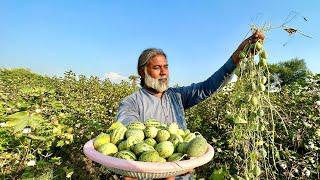 Wild Cucumber, Bitter Cucumber, Chibber, Cucamelom Recipe | Wild Organic Super Food | Mubarak Ali