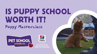 Is puppy school worth it? | Puppy Masterclass