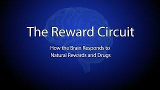 The Reward Circuit: How the Brain Responds to Natural Rewards and Drugs