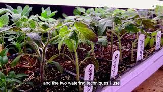 How Often to Water Seedlings