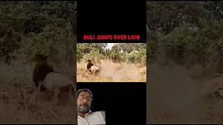 #wildlife #animals #trending #lion #walking #hunter #runaway #shorts #virulshorts #foryou