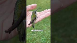 This family rescued a trapped hummingbird and then this happened...