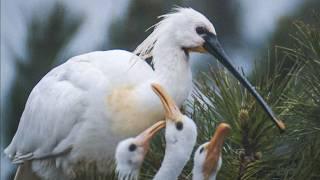 The ballet of migratory birds and the hidden life of wild lands