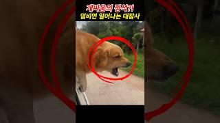 싸움걸다 참교육 당하는 강아지!! 도망쳐야하는 이유?
