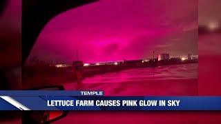 Researchers weigh in on 'pink glow' in the sky coming from lettuce farm in Temple