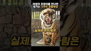 야생의 호랑이를 만나면 벌어지는 일