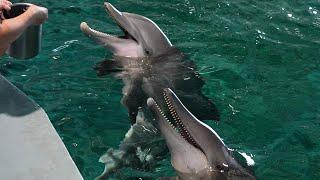 Hope & Rosie Meet! Bottlenose and Rough-Toothed Dolphin Introduction