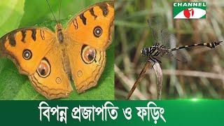 Butterflies and grasshoppers are an integral part of Bengal's nature and environment Channel i News