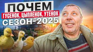  ФАНТАСТИЧЕСКИЕ траты на ПТИЦУ в 2025 году для фермы #МоеПодворье