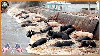 What Damage Has Been Done To The Livestock Industry In China By Super Typhoon Bebinca ?