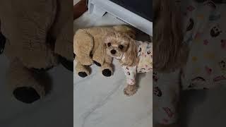 #말티푸 #반려견 #반려견_강루비