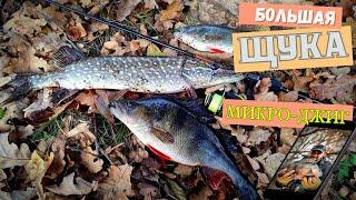 Большая Щука На Микро-ДжигДым с Катушки.За 1 Мин. #fishing #fish #рыбалка #карп #щука#life #2024