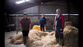 Livestock Keepers #3 - Aberdeen Angus