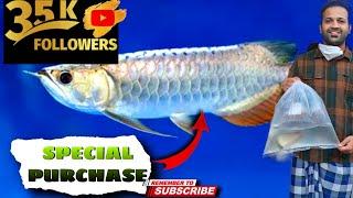 Arowana Fish malayalam|35k Surprise|Drop eye treatment in fisheslegendary fins|superman613