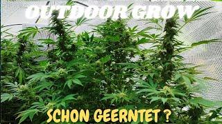 1. Cannabis Pflanze weg!  Fette Ernte oder verschimmelt? Outdoor Gewächshaus Grow 2024