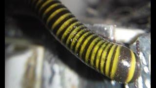 WORM?? It will kill you if you'll sleeping without ear plugs.