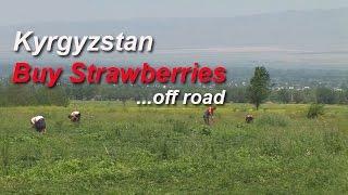 # 13 Zijderoute -  Kyrgyzstan, buy Strawberries in Chuy Valley