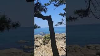 Beautyofsea#southkorea#youtube#shorts
