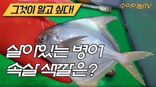 [그것이 알고싶다! 살아있는 병어 속살의 색깔은?] 병어 손질 이렇게 하세요! How to fillet Silver Pompret. [수아아빠TV]