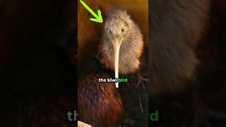 Kiwi or Bird? The Night Hunter 