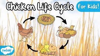 The Life Cycle of a Chicken | Chicken Life Cycle | Science for Kids!